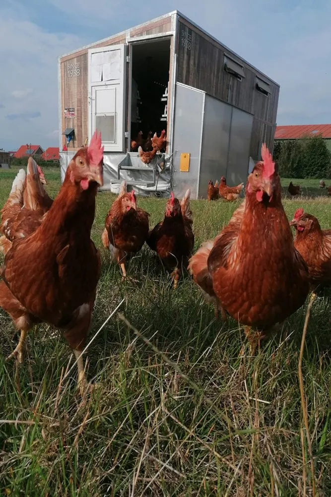 Hühner laufen über die Wiese