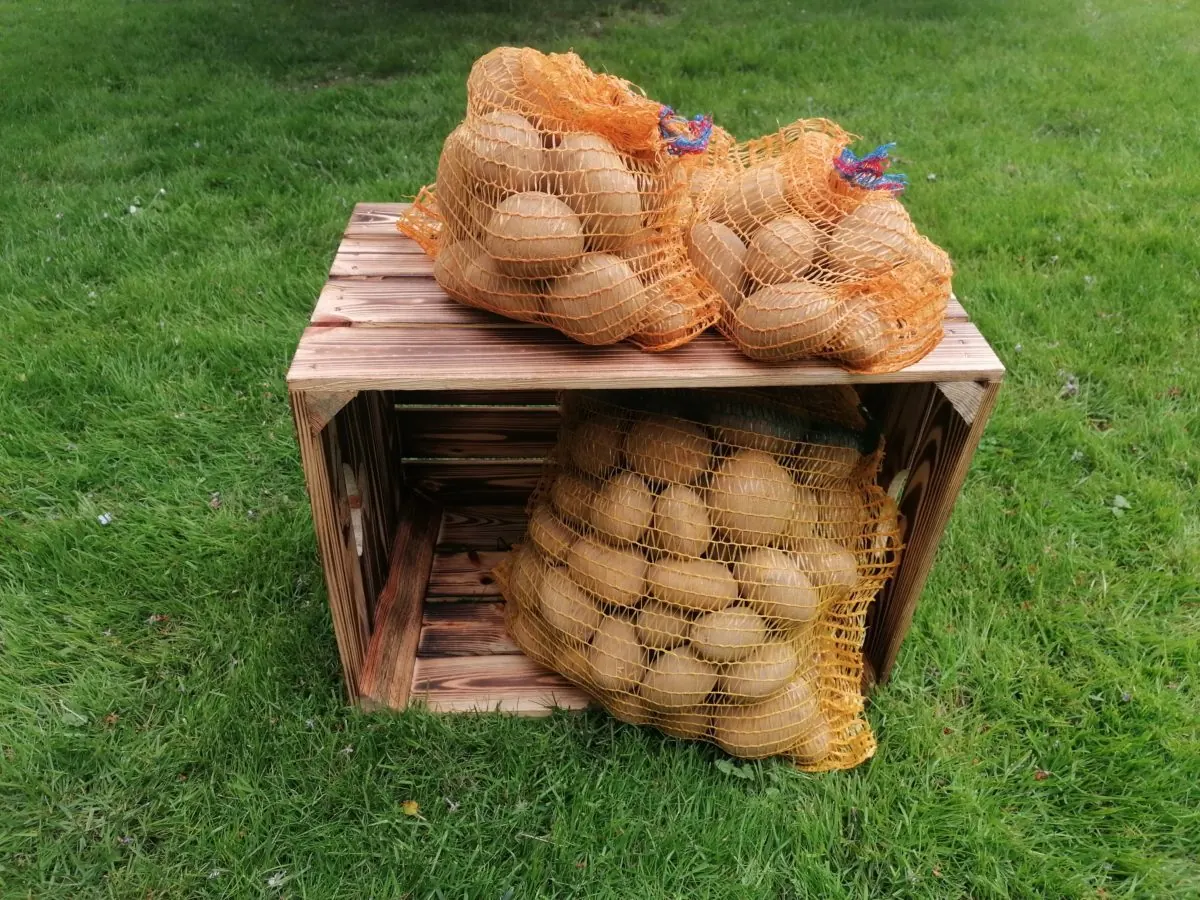 Speisekartoffeln aus der Region