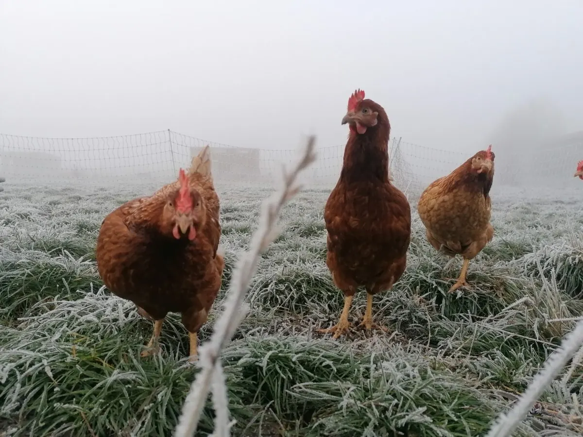 Der Hofladen im Winter